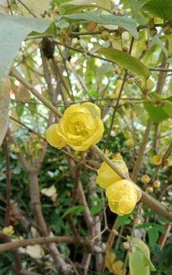 冬天开什么花呢（盘点冬天十种最美的花）