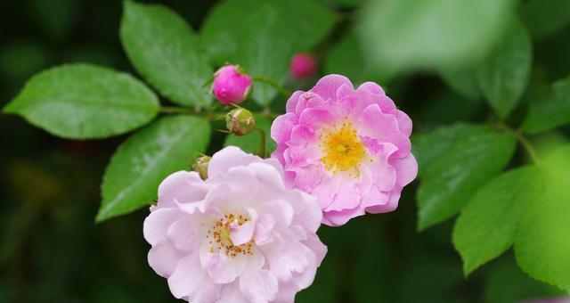 野蔷薇的花语（野蔷薇的花语与它们生命中的象征意义）