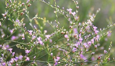 《跳舞草的花语与传说》（神奇之花的谜团与传承）