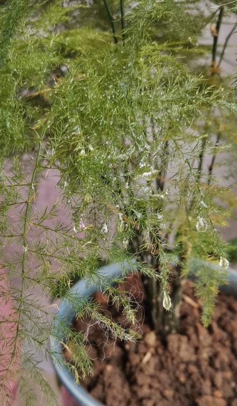 文竹开花的寓意和养殖技巧（探寻文竹开花之谜）