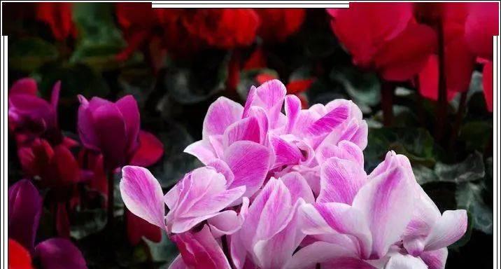 仙鹤花（以仙鹤来花）