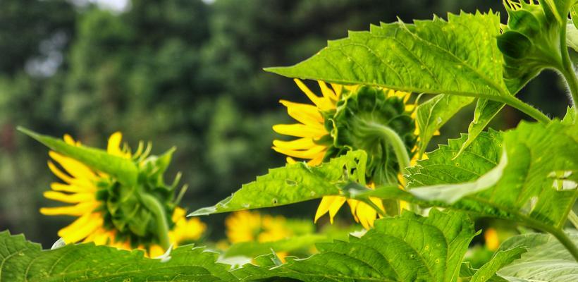 向日葵的花期——阳光与希望的象征（赞美生命之美）