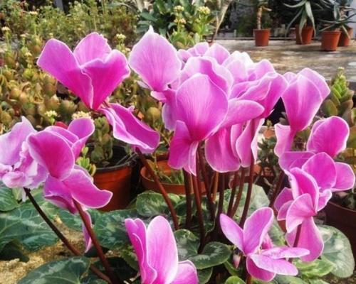 仙客来种子多久成熟（仙客来种子的种植方法和时间）