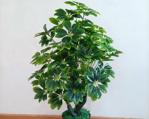室内招财树怎么养殖（招财树的正确养法）
