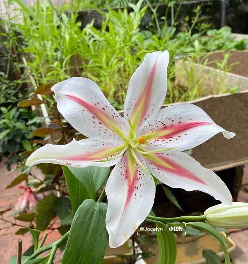 香水百合好不好养活（百合花养殖方法与技巧）