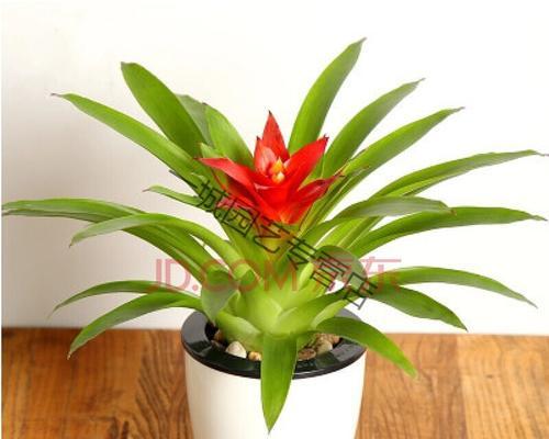 鸿运当头花怎么养家庭养法（鸿运当头浇水的正确方法）
