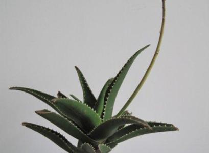 芦荟如何养殖（芦荟养殖方法与技巧）