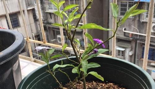 紫茉莉花种子怎么种（描述紫茉莉的种植步骤）