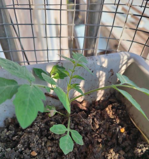 番茄苗怎么种植和管理（番茄栽培技术要点）