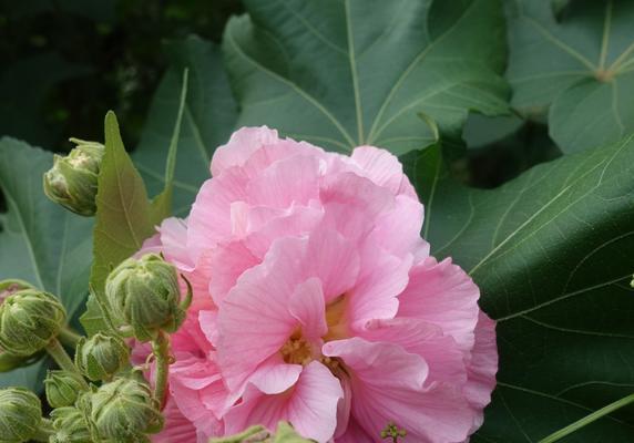 芙蓉花的花语和寓意（深情浪漫）