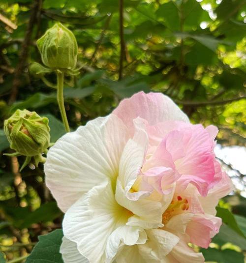 芙蓉花的花语和寓意（深情浪漫）