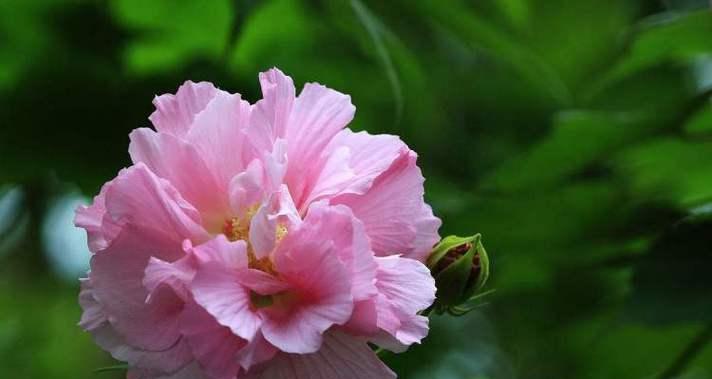 芙蓉花——坚强与美丽并存的象征（探寻芙蓉花的花语及代表意义）