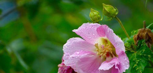 芙蓉花——坚强与美丽并存的象征（探寻芙蓉花的花语及代表意义）