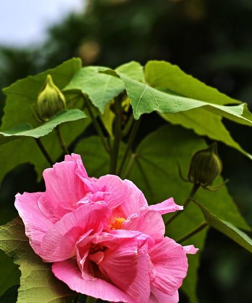 芙蓉花的象征意义（揭示芙蓉花的美丽与哲学）