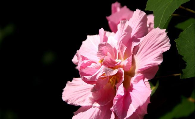 木芙蓉传说（探寻木芙蓉花的神奇花语和传说）