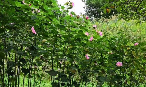 木芙蓉传说（探寻木芙蓉花的神奇花语和传说）