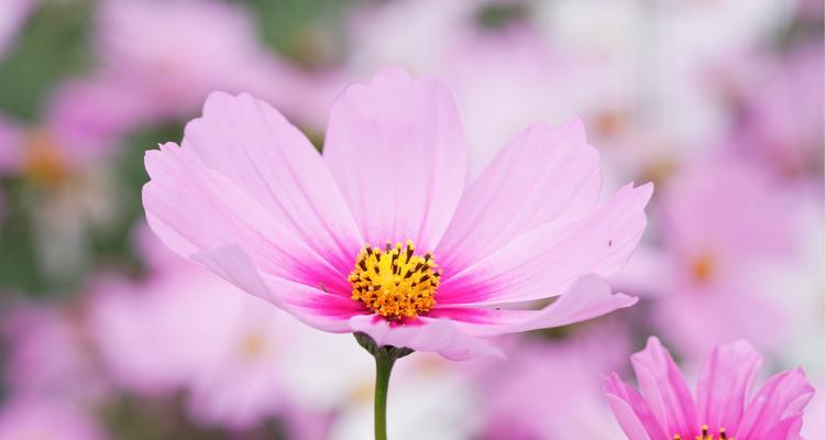 格桑花——坚韧和希望的象征（探寻格桑花的花语与内涵）