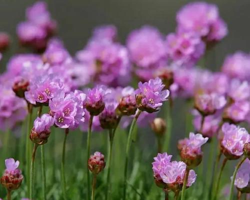 以海石竹的花语为主题的文章（探索海石竹花语的深意与美丽）