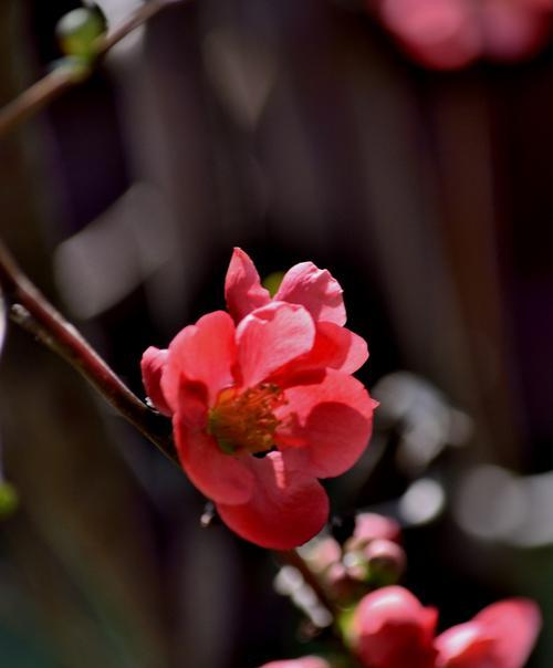 海棠花开，寓意美好生活（以海棠花开的代表寓意）