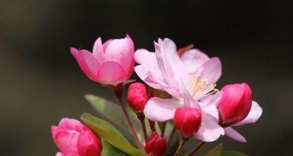 海棠花语与象征意义（传递爱与美的花海棠）