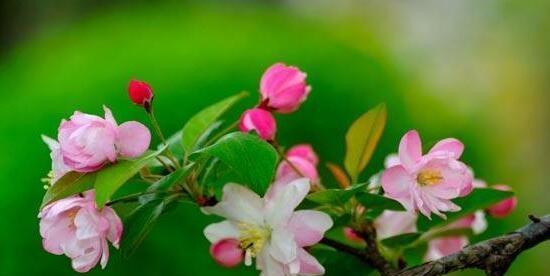海棠花（从花语到文化象征）