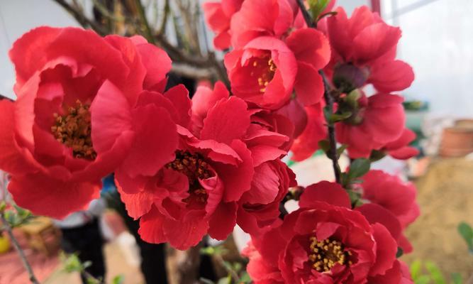 海棠花（从花语到文化象征）