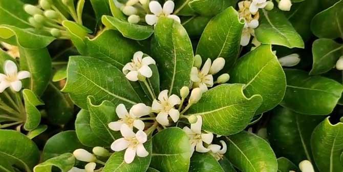 海桐花（绽放幸福的花海）