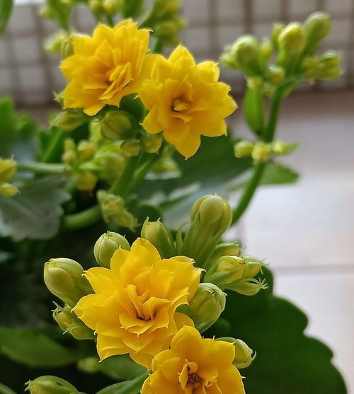 海桐花的花语与寓意（探寻海桐花的浪漫之美）