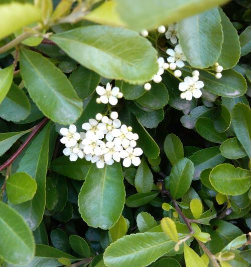 海桐花语（揭开海桐花的秘密）