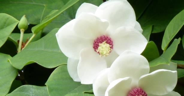 含笑花（花语之美与温暖）