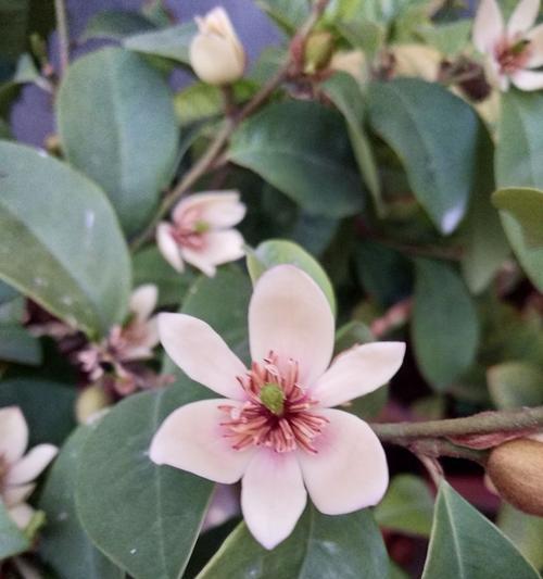 含笑花（花语之美与温暖）