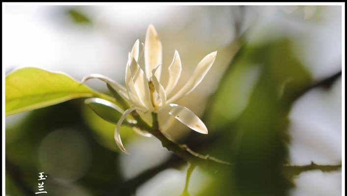 以含笑花花语传递快乐和希望的力量（揭示含笑花花语的深意和神奇效果）