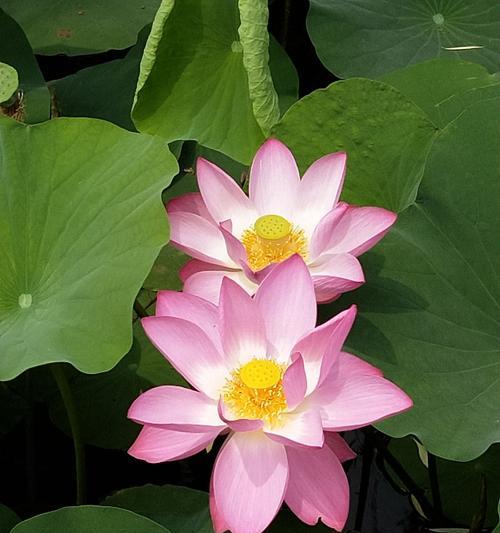 令箭荷花的花语与意义（探寻令箭荷花的花语）