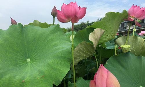 令箭荷花的花语与意义（探寻令箭荷花的花语）
