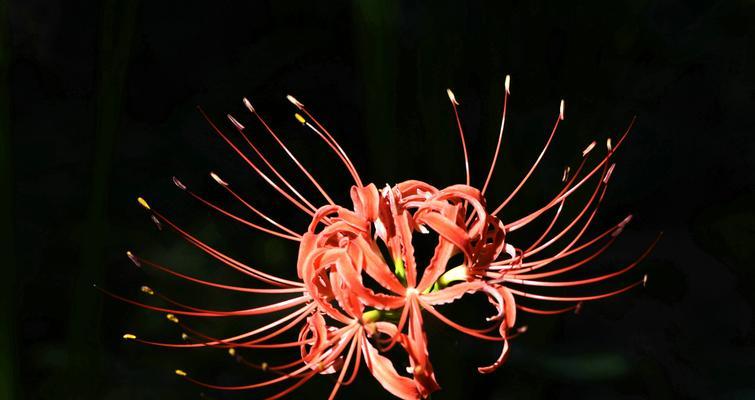 黑色彼岸花花语（探寻黑色彼岸花的美与哲理）