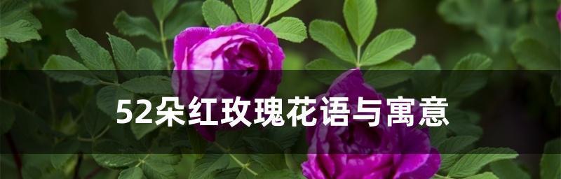 红玫瑰的象征意义与文化传承（红玫瑰）