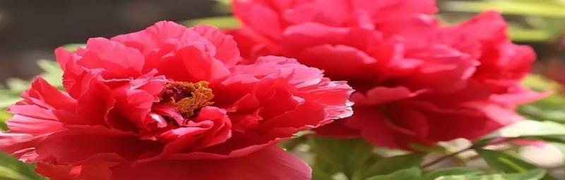 红牡丹之美——赞颂生命的力量（盛放春日里的奇迹）