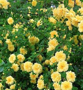 刺玫花怎么栽培才能活（刺玫花栽培技术要点）