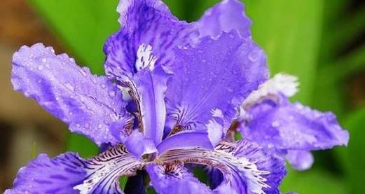 哪种花的花语代表友谊（盘点三种代表友情的花）