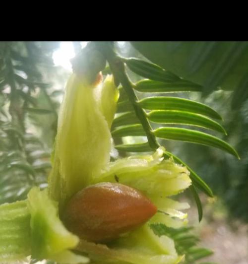 香樟适合什么地方生长（香樟树的种植技术要点）