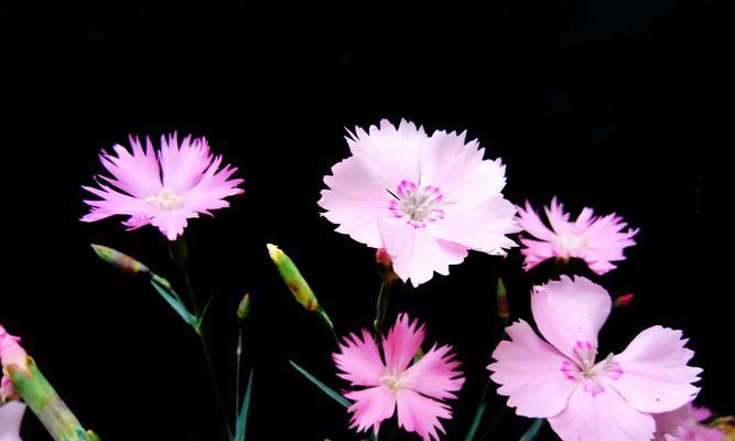 石竹花种类和图片大全（养的石竹品种）