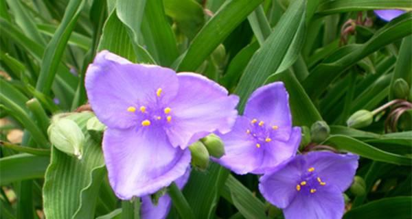 紫露草如何种植（紫露草种植方法和技巧）