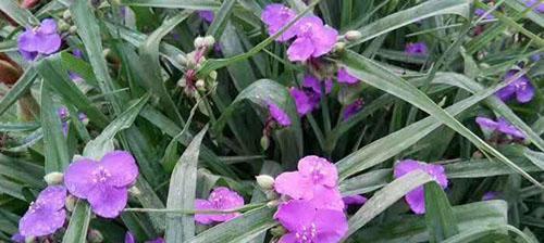 紫露草如何种植（紫露草种植方法和技巧）