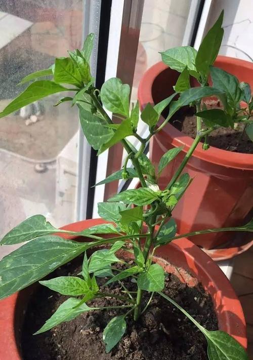 番茄怎么种才能结果（番茄种植方法与步骤）