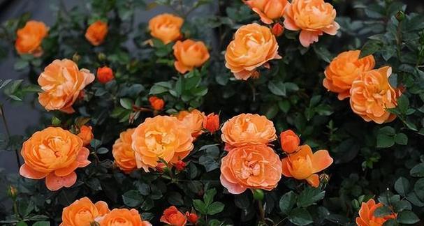 月季花期是几月份（了解月季花开花时间）