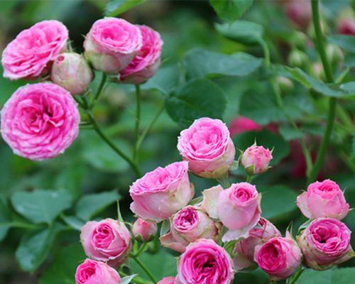 月季花期是几月份（了解月季花开花时间）