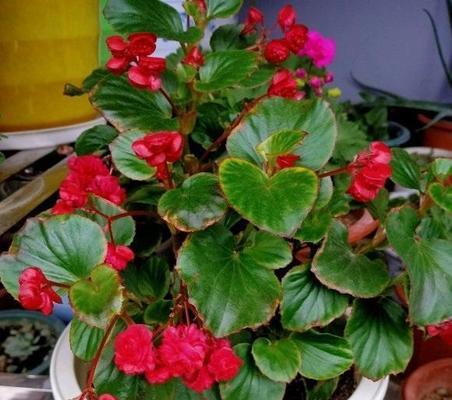 四季海棠什么时候开花（海棠花的养殖方法）