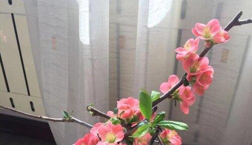 四季海棠什么时候开花（海棠花的养殖方法）