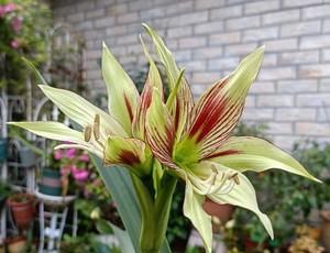 朱顶红花期多少天（有关朱顶红的养殖方法和注意事项）