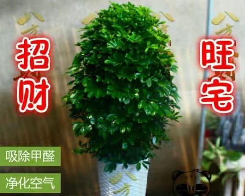 鸭子在什么地方养最合适（鸭子养殖的环境条件）